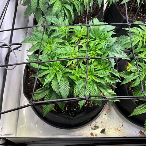 L.A. Vanilla Cake #2 growlog timeline photo