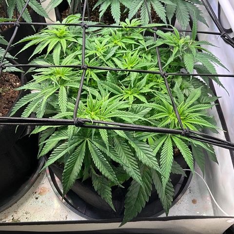 L.A. Vanilla Cake #2 growlog timeline photo