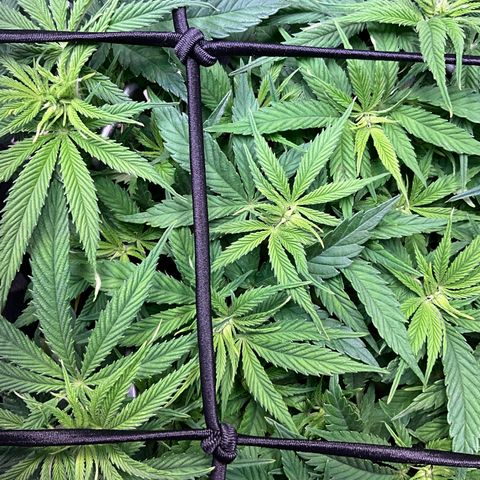 L.A. Vanilla Cake #2 growlog timeline photo