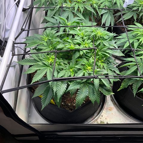 L.A. Vanilla Cake #2 growlog timeline photo