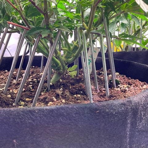 L.A. Vanilla Cake #2 growlog timeline photo