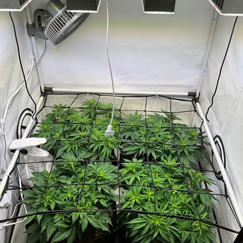 L.A. Vanilla Cake #2 growlog timeline photo