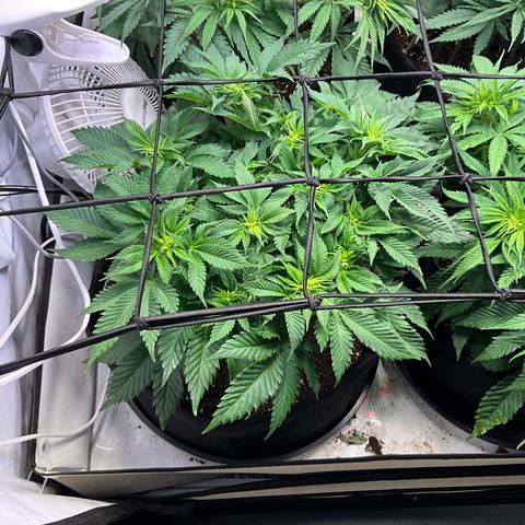 L.A. Vanilla Cake #2 growlog timeline photo