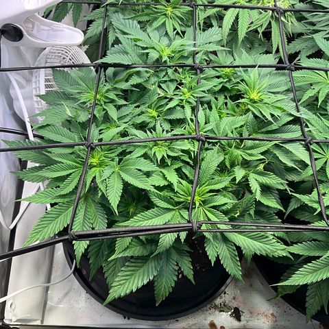 L.A. Vanilla Cake #2 growlog timeline photo