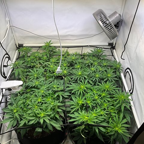 L.A. Vanilla Cake #2 growlog timeline photo