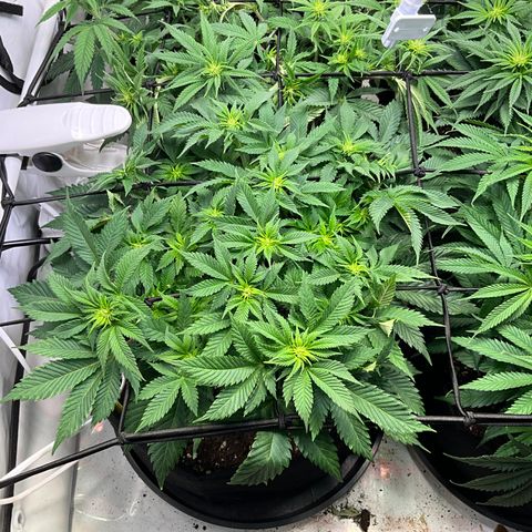 L.A. Vanilla Cake #2 growlog timeline photo