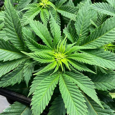 L.A. Vanilla Cake #2 growlog timeline photo