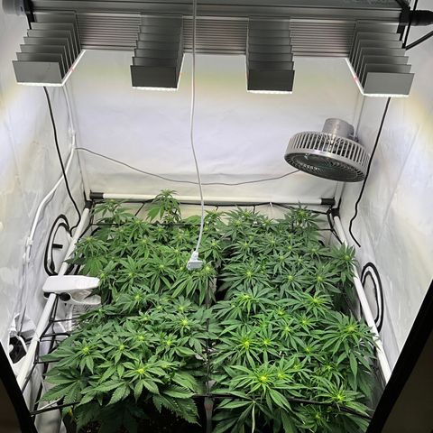 L.A. Vanilla Cake #2 growlog timeline photo