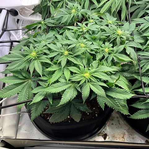 L.A. Vanilla Cake #2 growlog timeline photo