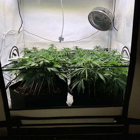 L.A. Vanilla Cake #2 growlog timeline photo