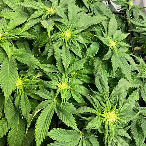 L.A. Vanilla Cake #2 growlog timeline photo