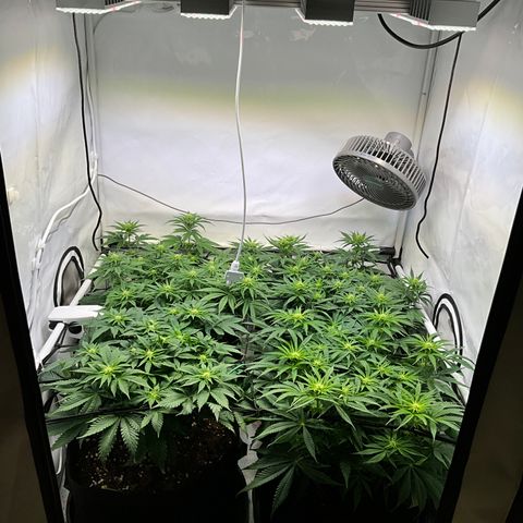 L.A. Vanilla Cake #2 growlog timeline photo