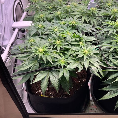 L.A. Vanilla Cake #2 growlog timeline photo