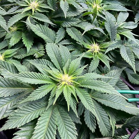L.A. Vanilla Cake #2 growlog timeline photo