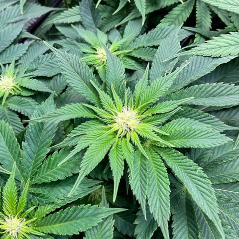 L.A. Vanilla Cake #2 growlog timeline photo