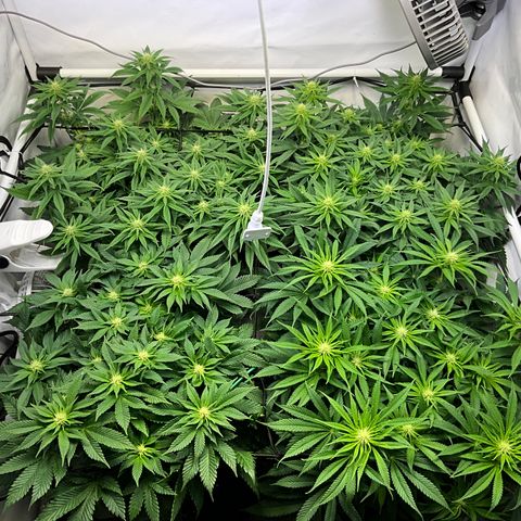 L.A. Vanilla Cake #2 growlog timeline photo