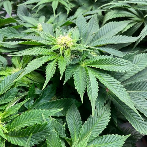 L.A. Vanilla Cake #2 growlog timeline photo