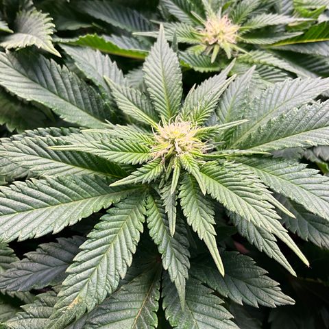L.A. Vanilla Cake #2 growlog timeline photo