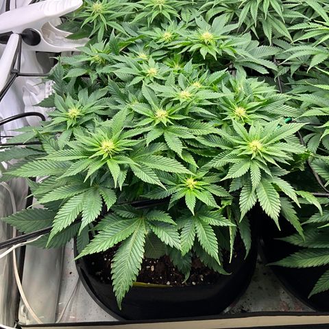 L.A. Vanilla Cake #2 growlog timeline photo