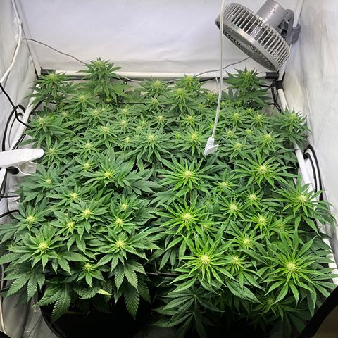 L.A. Vanilla Cake #2 growlog photo: Before trimming