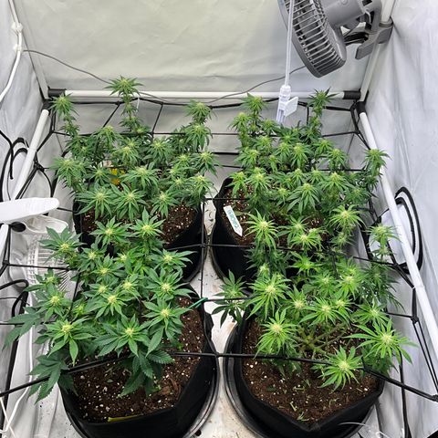 L.A. Vanilla Cake #2 growlog photo: After trimming