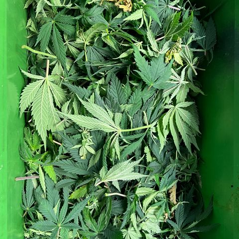 L.A. Vanilla Cake #2 growlog photo: Trim