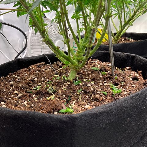 L.A. Vanilla Cake #2 growlog timeline photo