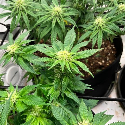 L.A. Vanilla Cake #2 growlog timeline photo