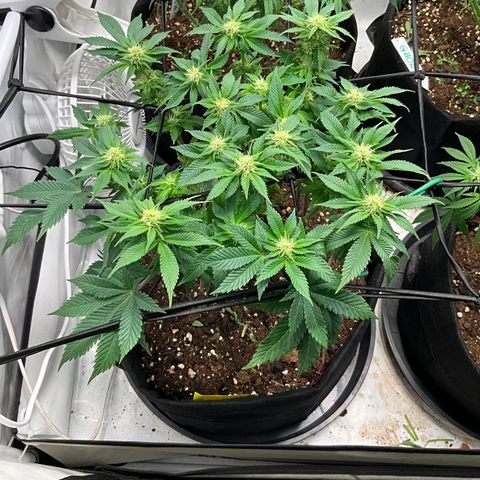 L.A. Vanilla Cake #2 growlog timeline photo
