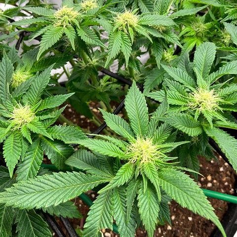 L.A. Vanilla Cake #2 growlog timeline photo