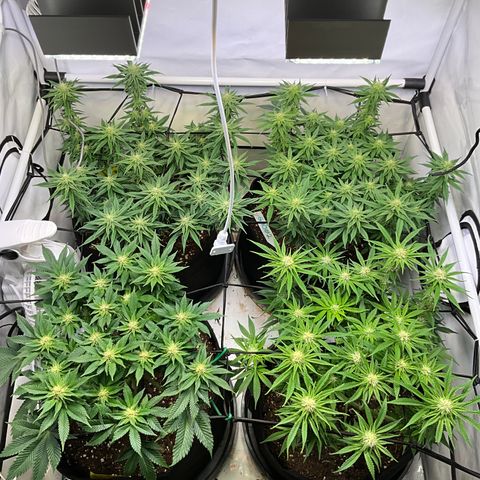 L.A. Vanilla Cake #2 growlog timeline photo