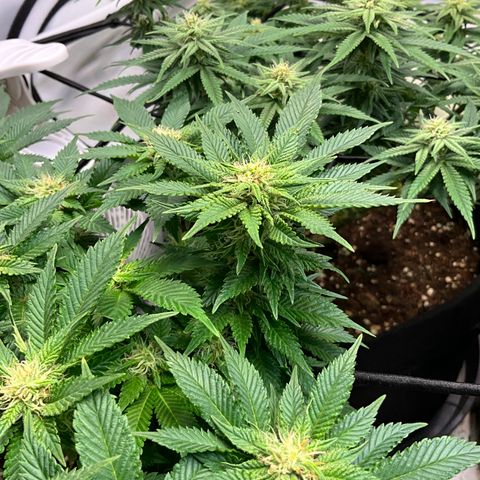 L.A. Vanilla Cake #2 growlog timeline photo