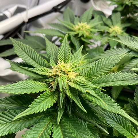 L.A. Vanilla Cake #2 growlog timeline photo