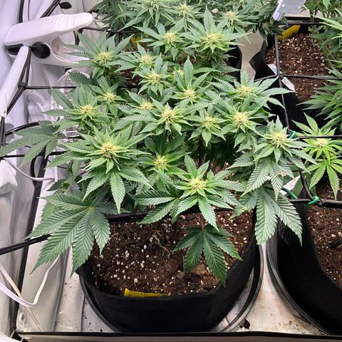 L.A. Vanilla Cake #2 growlog timeline photo
