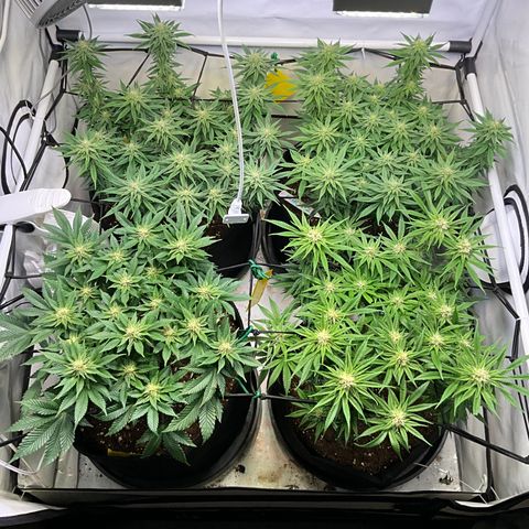 L.A. Vanilla Cake #2 growlog timeline photo