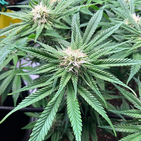 L.A. Vanilla Cake #2 growlog timeline photo