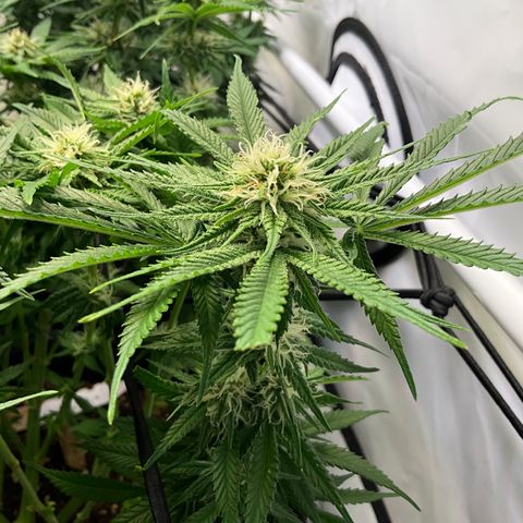 L.A. Vanilla Cake #2 growlog timeline photo