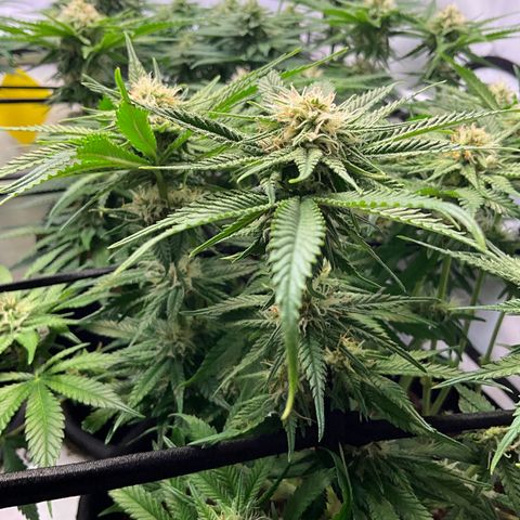 L.A. Vanilla Cake #2 growlog timeline photo
