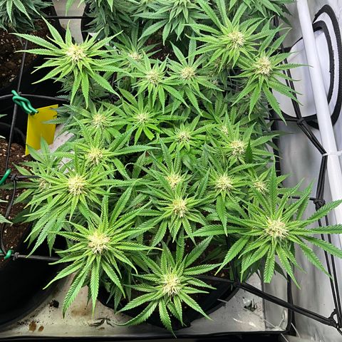L.A. Vanilla Cake #2 growlog timeline photo