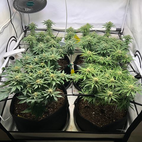 L.A. Vanilla Cake #2 growlog timeline photo