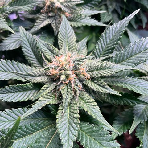 L.A. Vanilla Cake #2 growlog timeline photo
