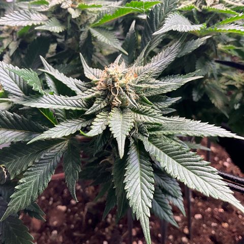L.A. Vanilla Cake #2 growlog timeline photo