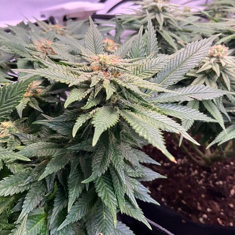 L.A. Vanilla Cake #2 growlog timeline photo