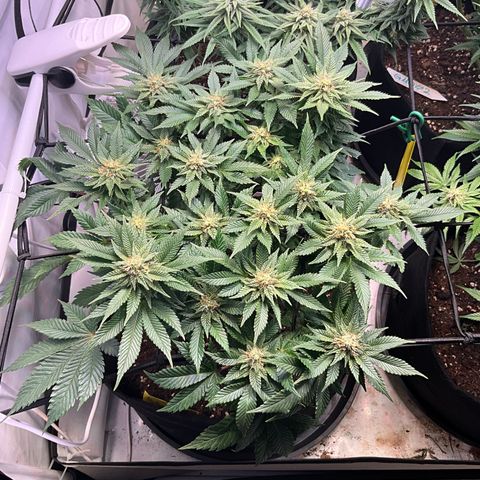L.A. Vanilla Cake #2 growlog timeline photo