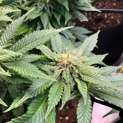 L.A. Vanilla Cake #2 growlog timeline photo
