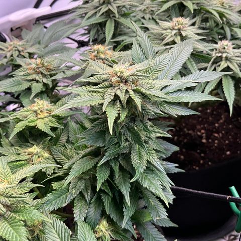 L.A. Vanilla Cake #2 growlog timeline photo