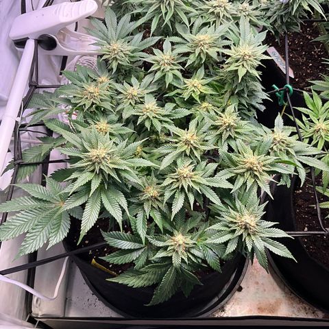 L.A. Vanilla Cake #2 growlog timeline photo
