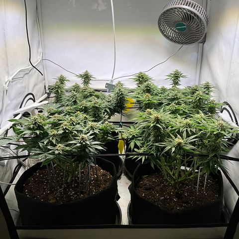 L.A. Vanilla Cake #2 growlog timeline photo