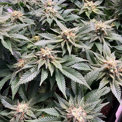 L.A. Vanilla Cake #2 growlog timeline photo