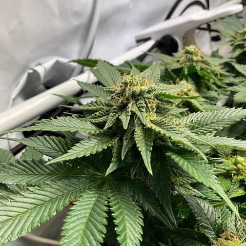 L.A. Vanilla Cake #2 growlog timeline photo